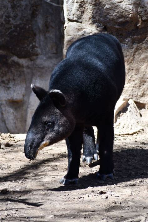 1 of 4 mountain tapirs in US returns to Cheyenne Mountain Zoo